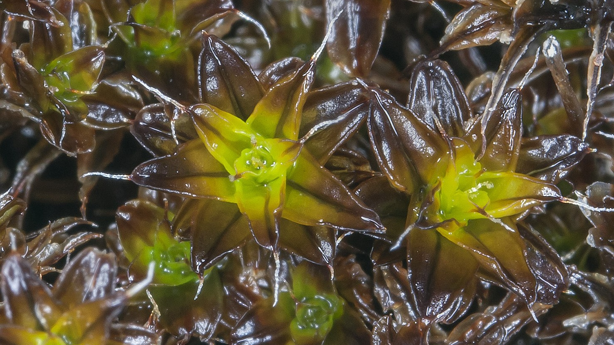 Close up of Syntrichia caninervis moss