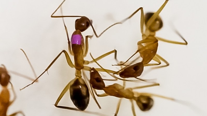 two ants face each other in a lab. one has purple dye where a wound was treated.
