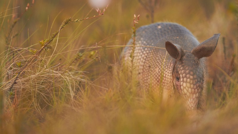 The newly described Guianan long-nosed armadillo.