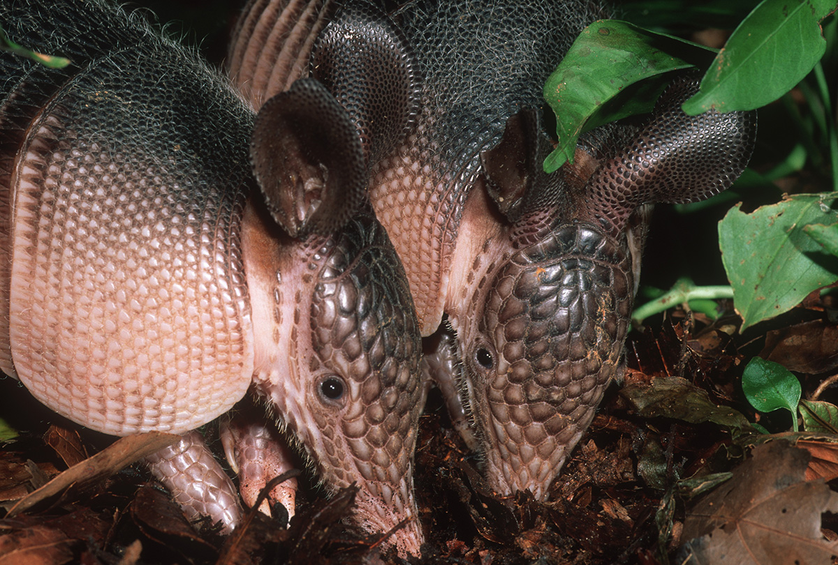 Closeup of two Nine-banded Long-Nosed Armadillos, Dasypus novemcinctus, searching for food in undergrowth. South America