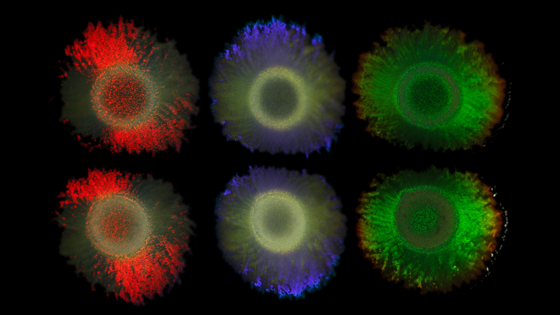 circles of red, blue, and green bacteria