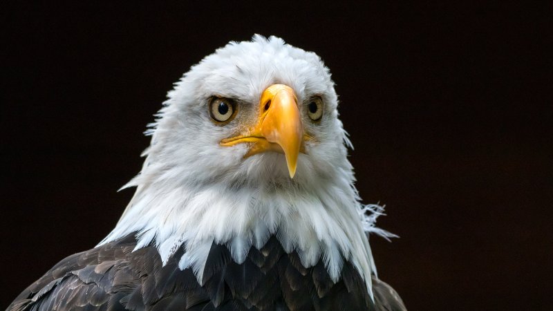 Close up of bald eagle