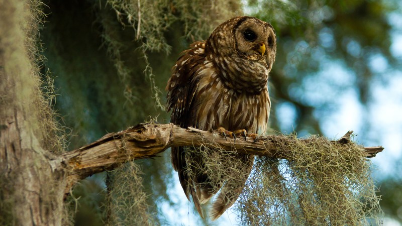 Barred owls have expanded their range across North America, from east to west.
