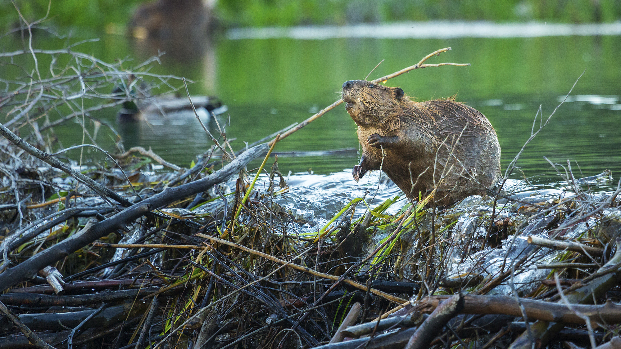 beaver at a dam