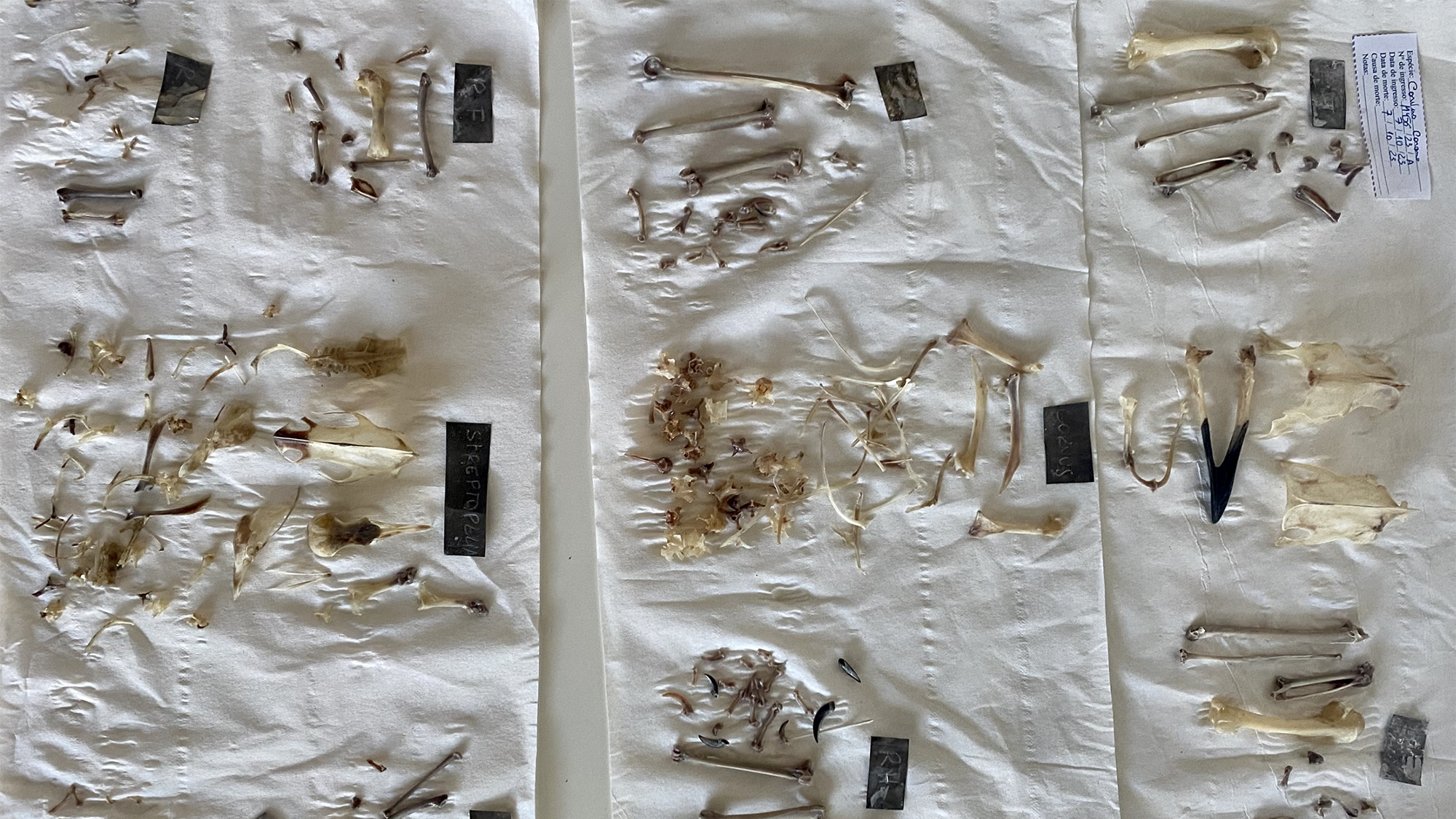 various bird bones out on a table