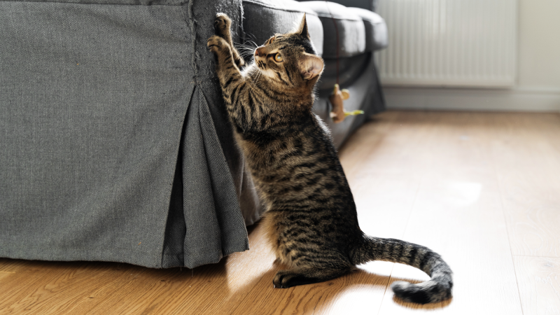 a striped cat scratching a grey armchair