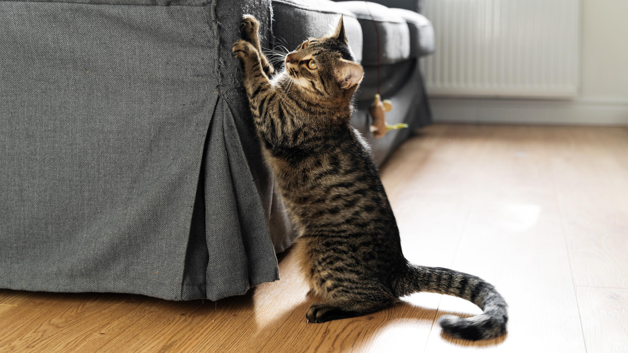 a striped cat scratching a grey armchair