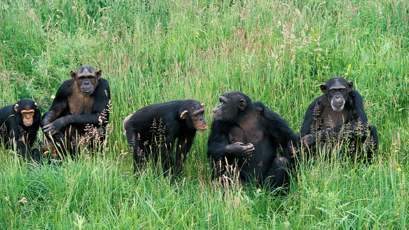 five chimpanzeess sitting in tall, green grass
