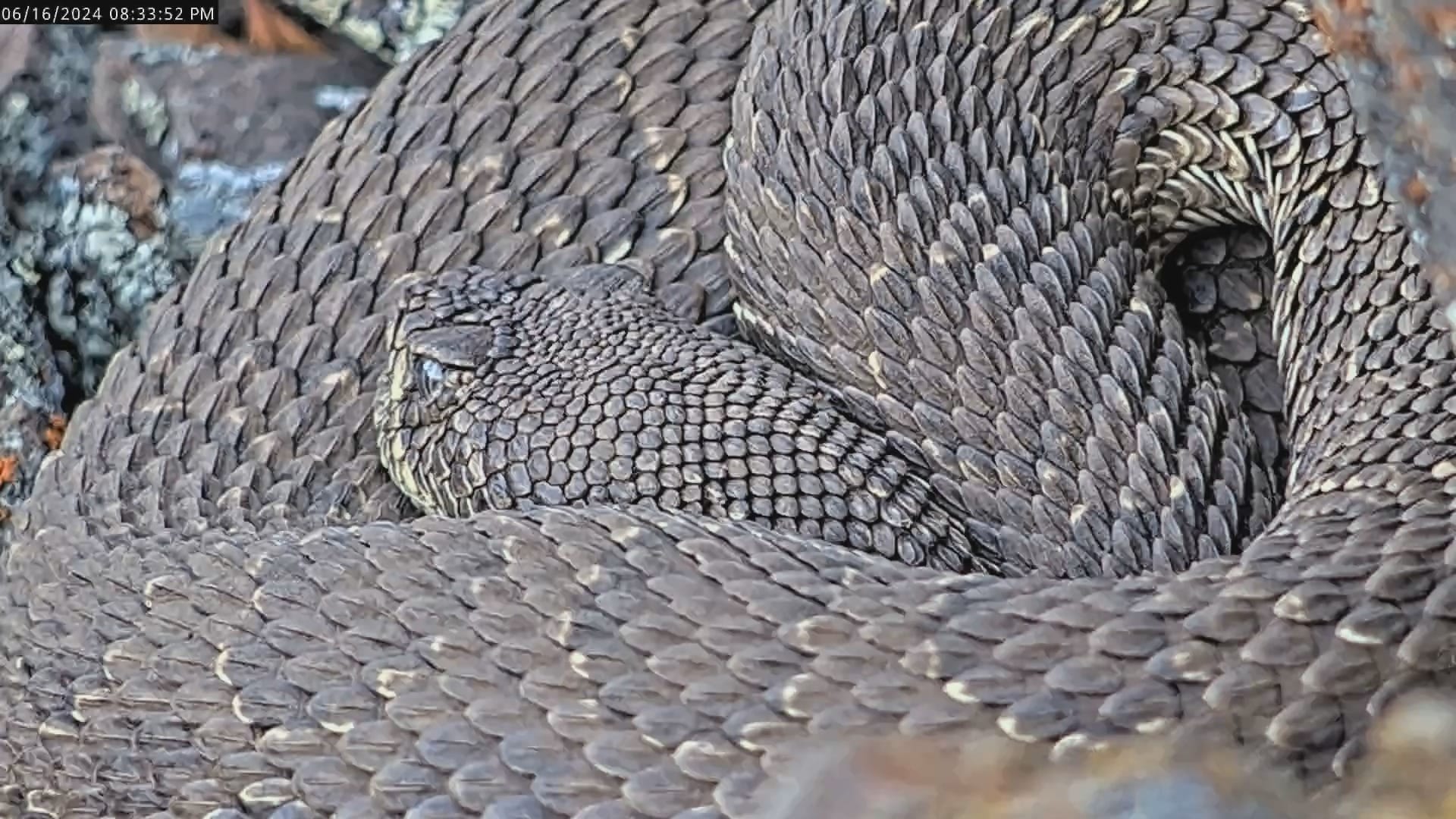 a rattle snake coiled up 