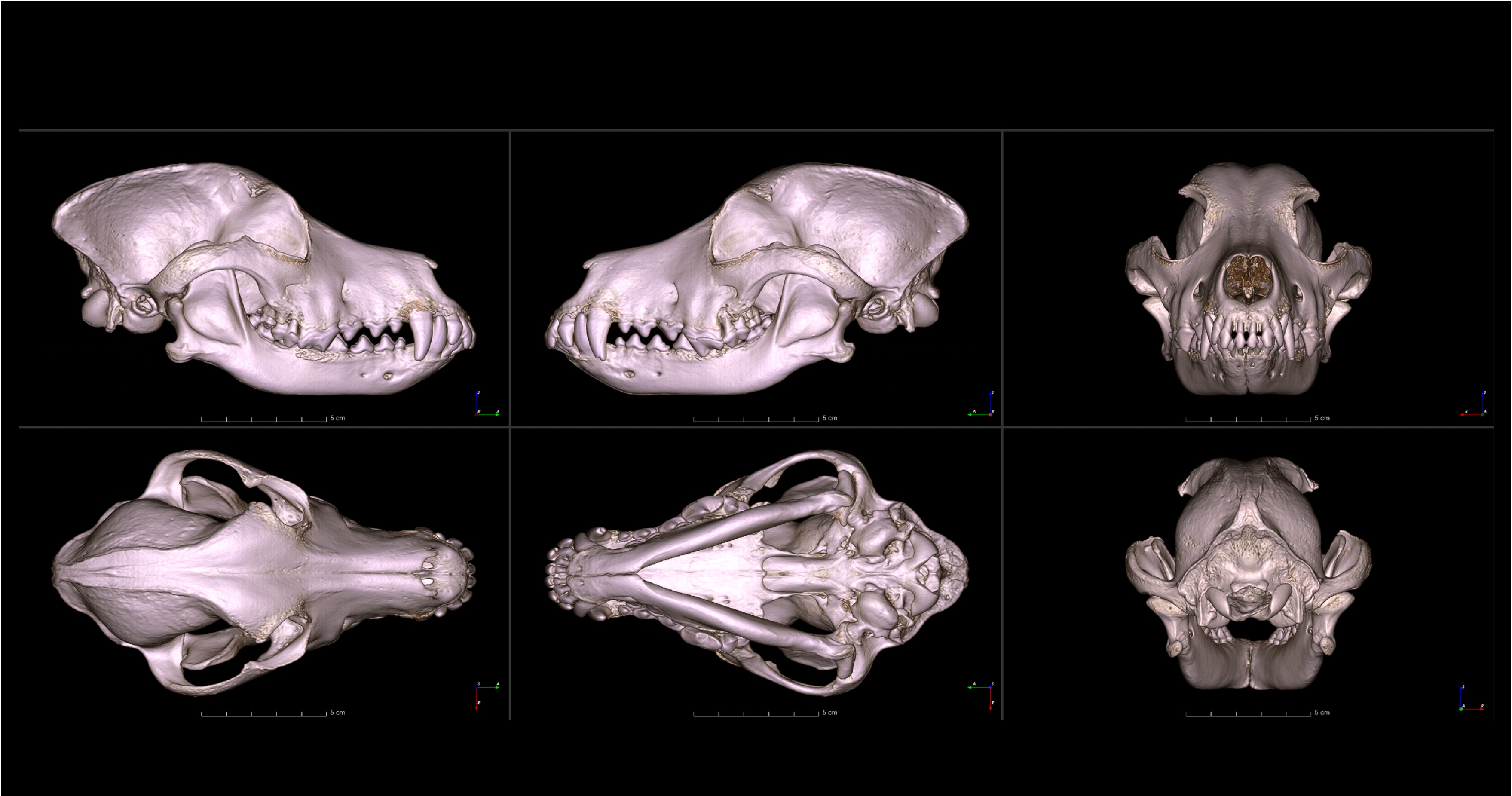¿Cómo es el cráneo de un pug? La universidad digitaliza cráneos de 152 razas de perros.