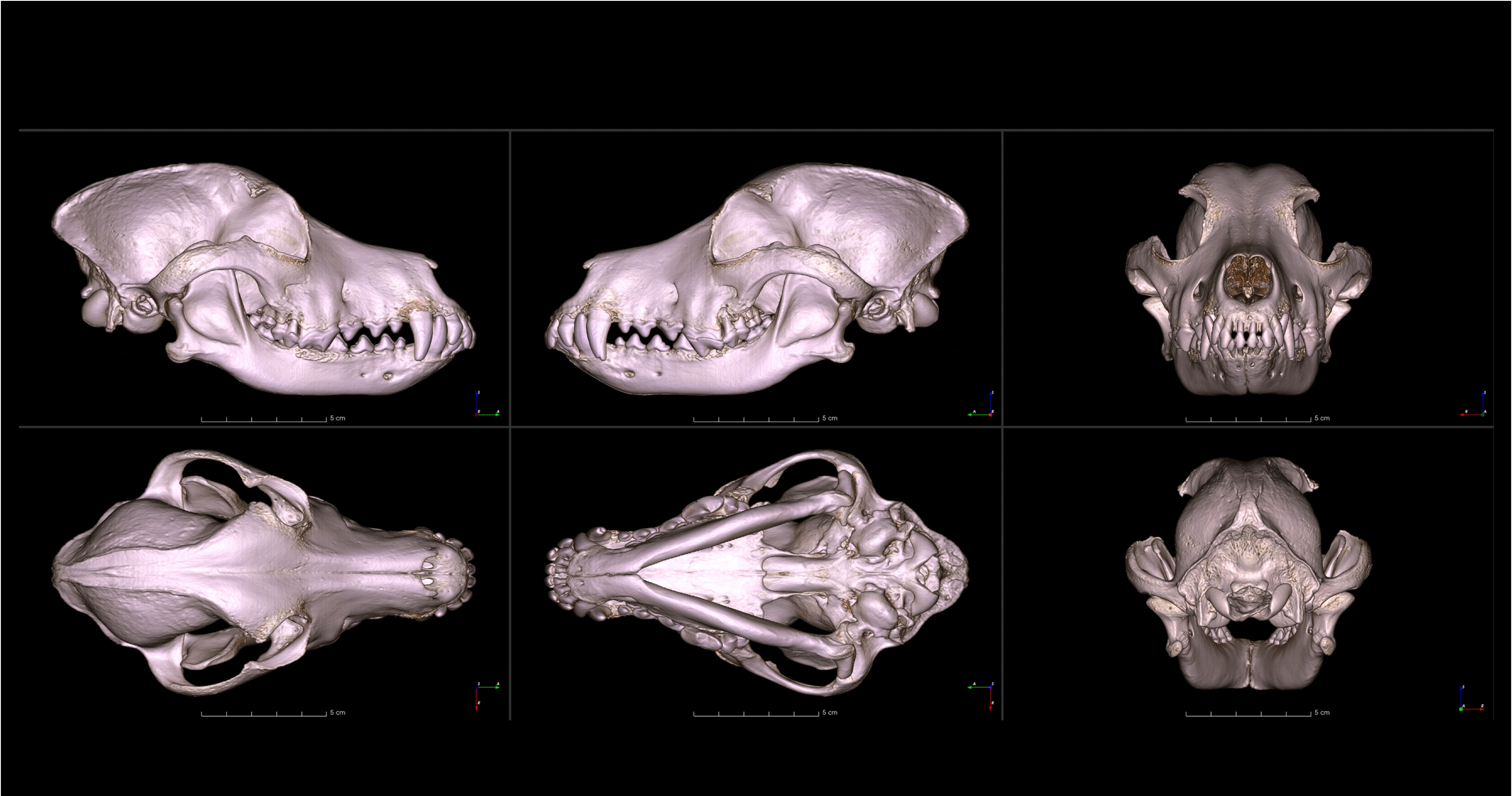 Dog skull types hotsell