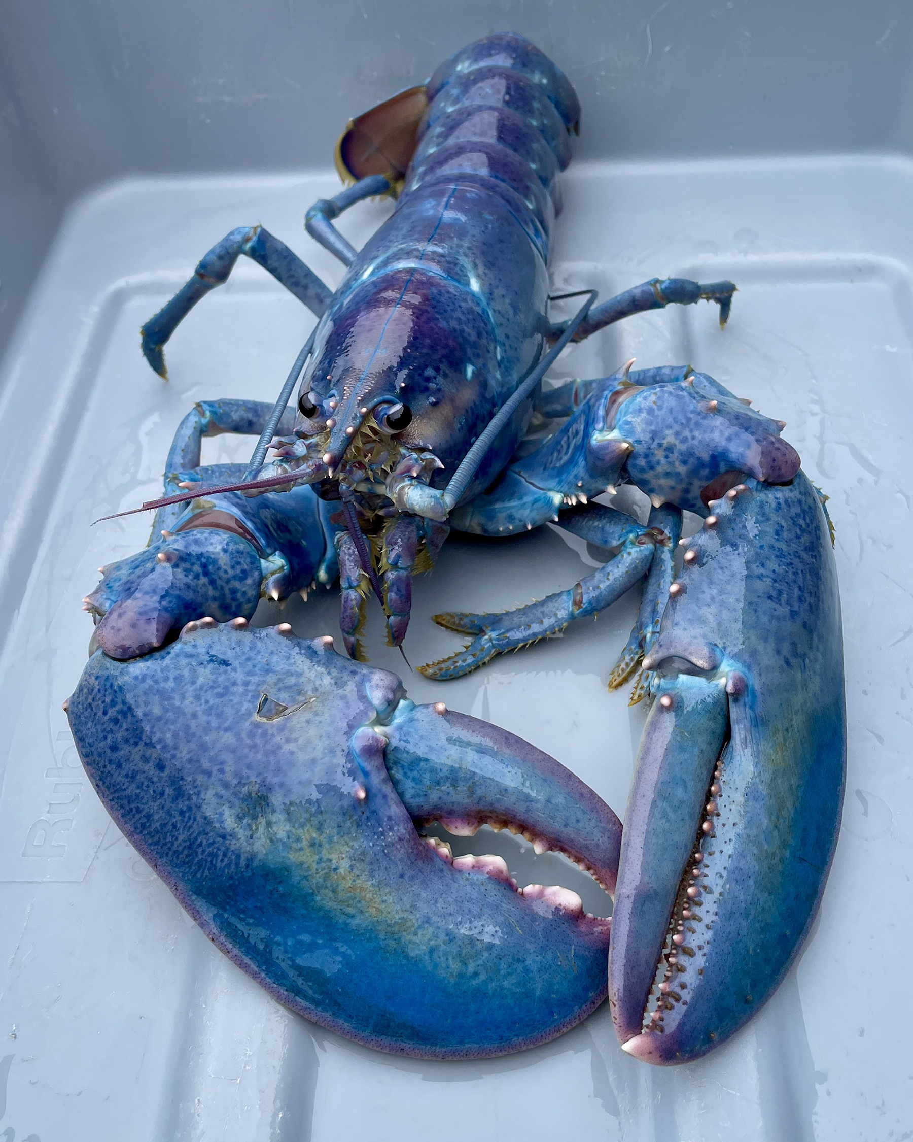 a lobster with blue, pink, and purple coloring on a white tray