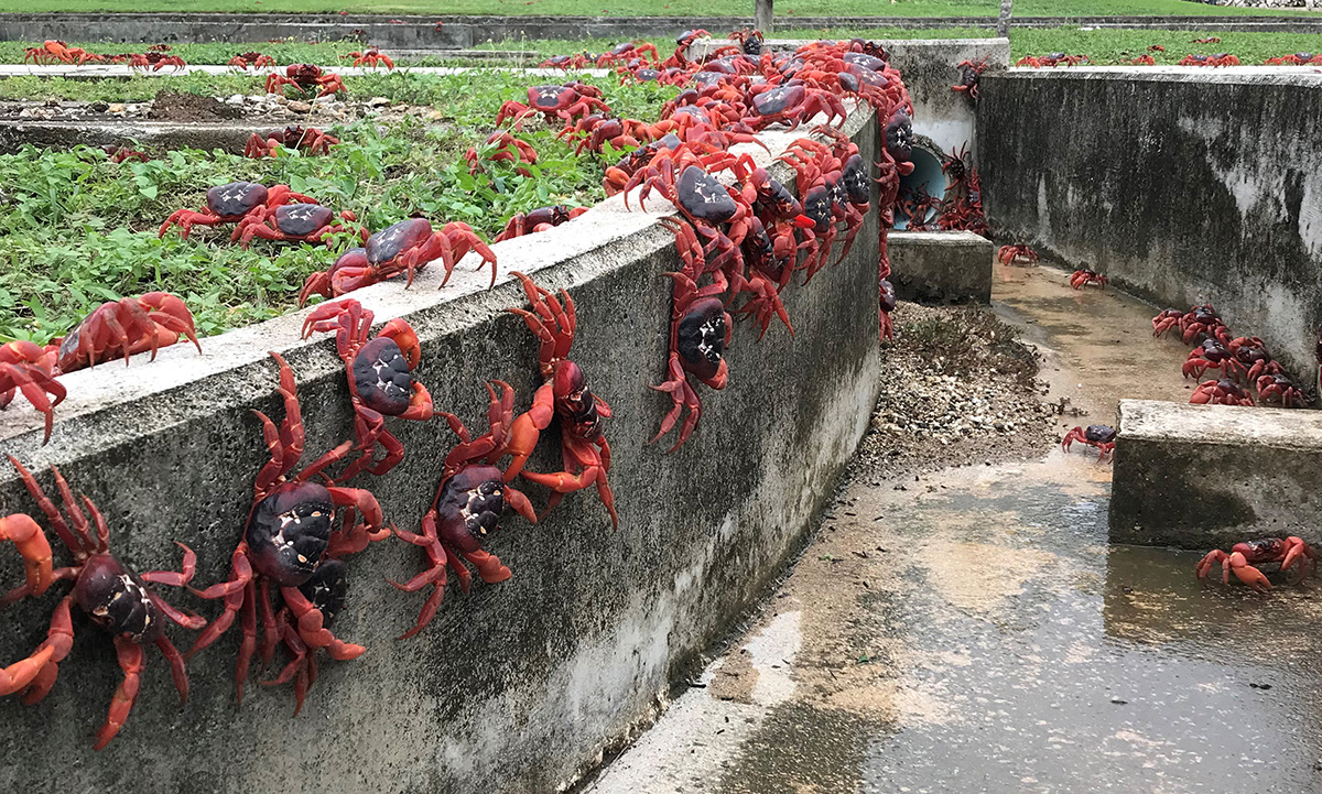 KERSTEILAND - 23 NOVEMBER: Op deze afbeelding van Parks Australia zie je op 23 november 2021 op Christmas Island duizenden rode krabben in een afvoer lopen.  De jaarlijkse migratie van rode krabben begint met de eerste regenbuien van het natte seizoen op Christmas Island, meestal rond oktober of november.  Miljoenen rode krabben reizen over de eilanden naar de oceaan om te paren en te paaien.  (Foto door Parks Australia via Getty Images)