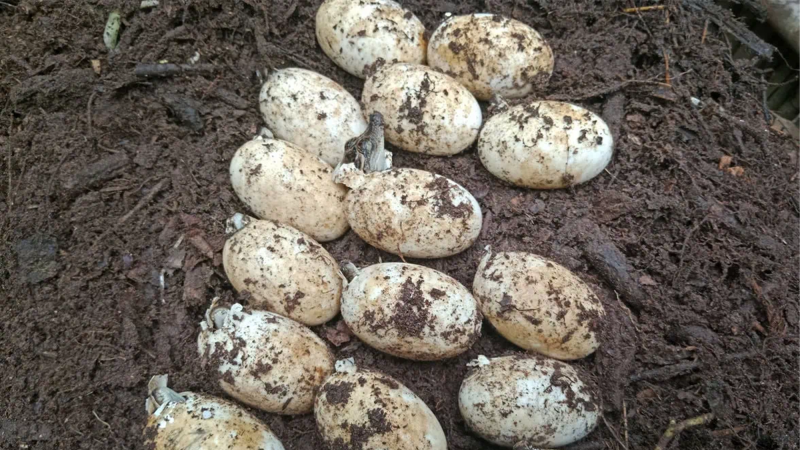 a baby crocodile hatches from an egg, surrounded by other eggs.