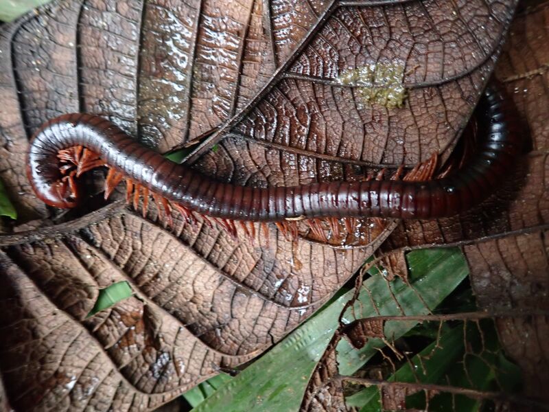 a long dark brown millipede sits on brown and green leaves. one end of its body is curled up while the other is straight 