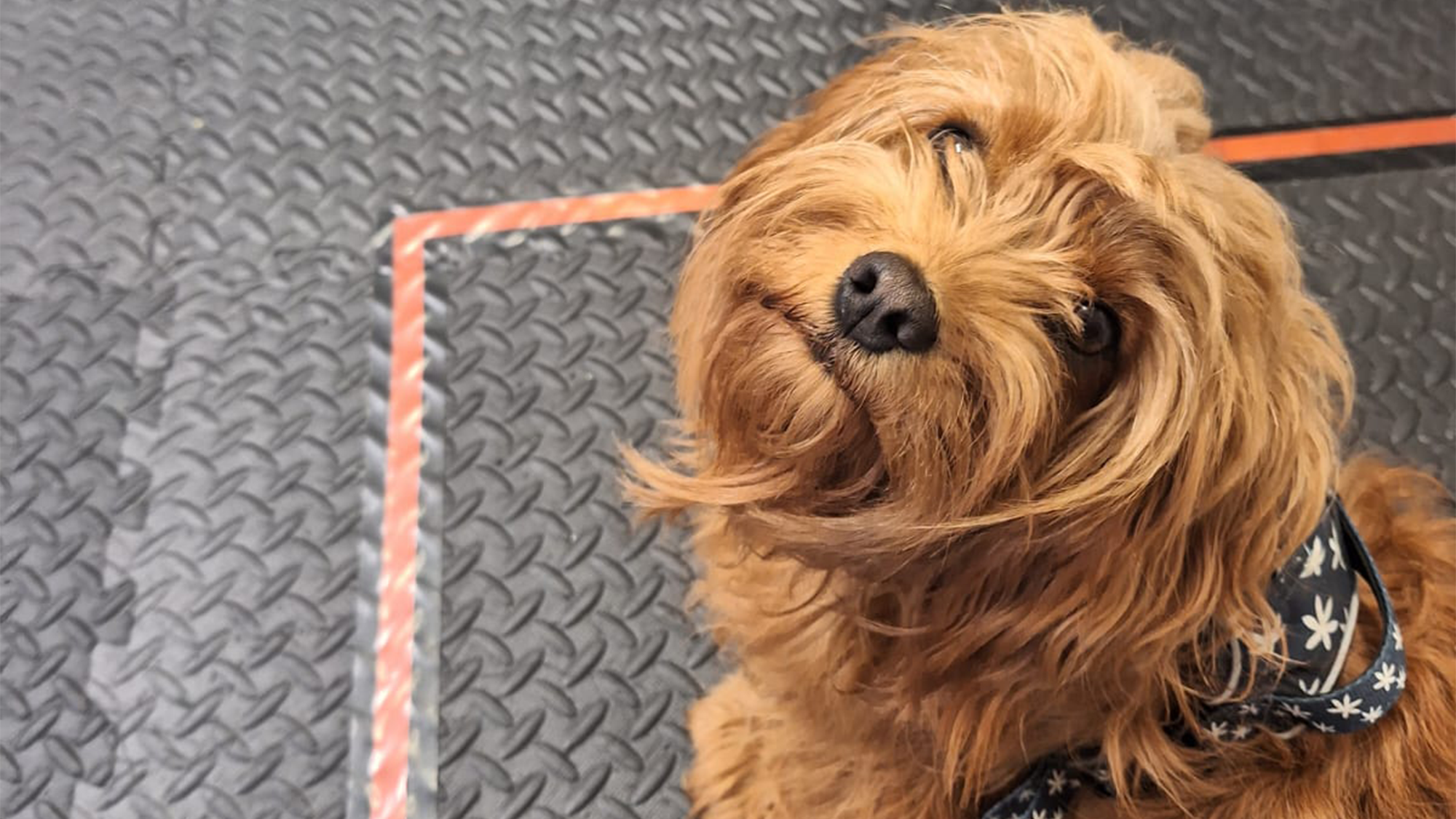 a brown dog looks up with a longing expression