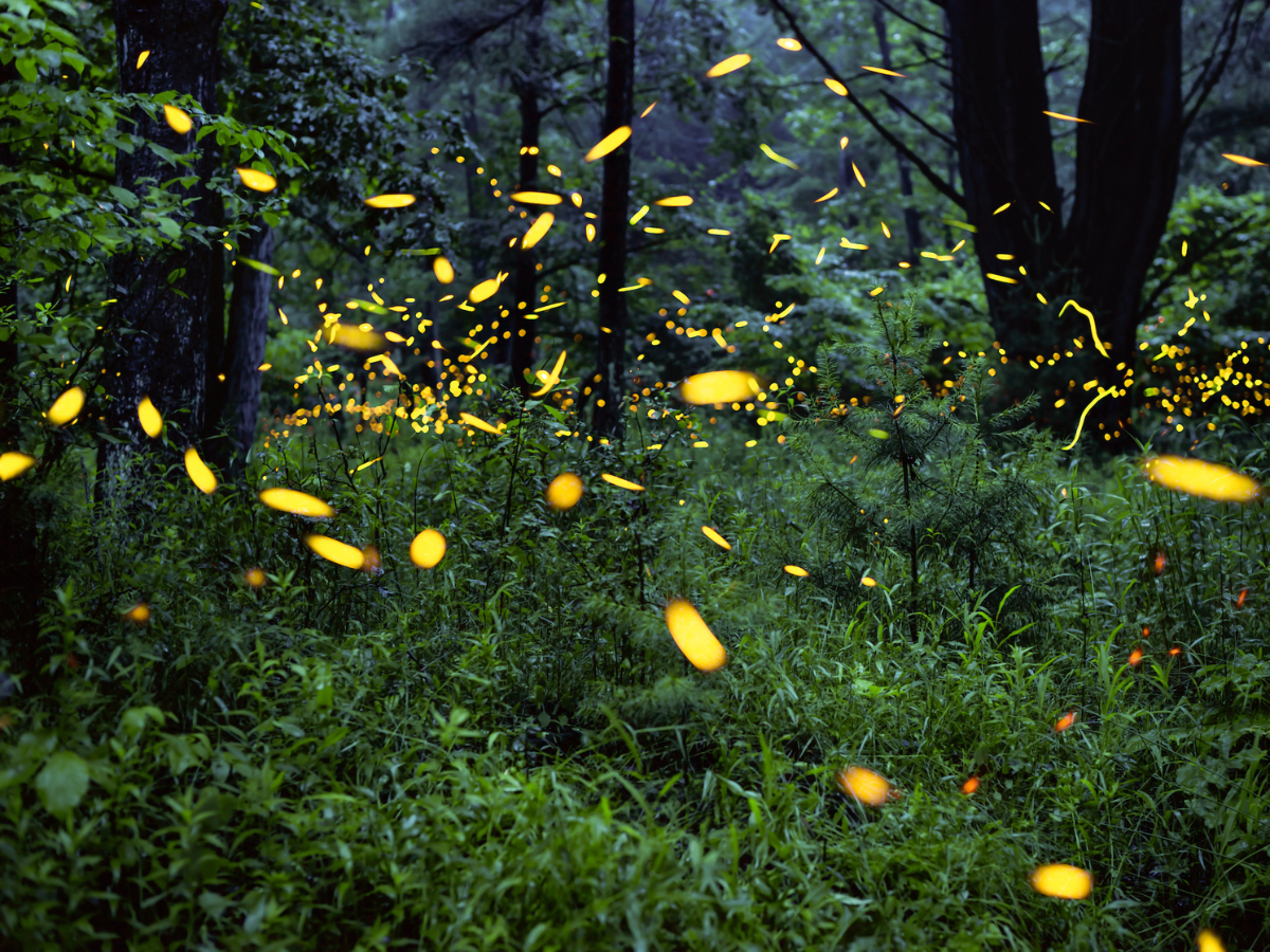 yellow firefly glow amidst green grass