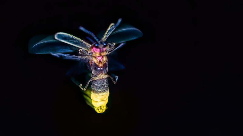 a firefly with its bottom half illuminated