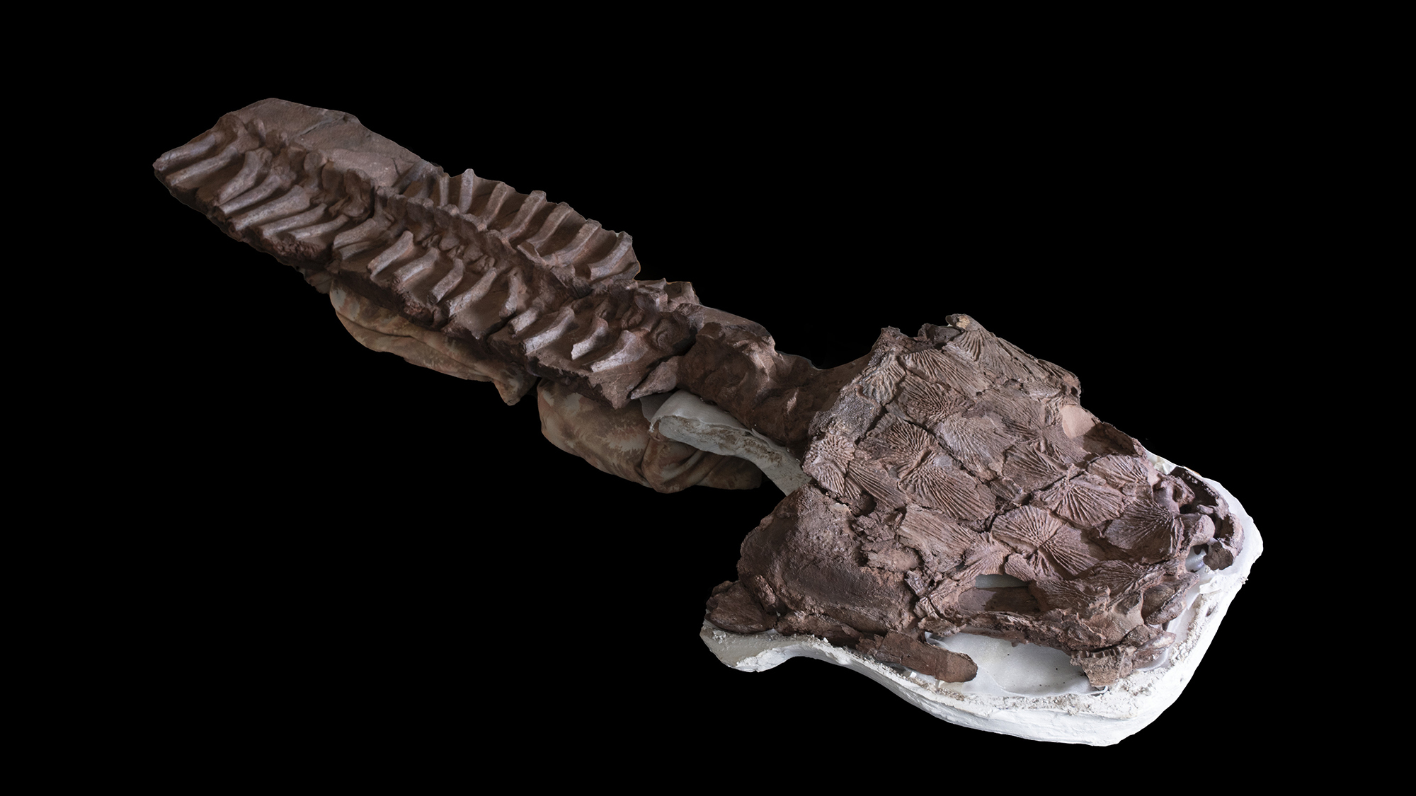 a nearly complete skeleton of a salamander-like creature that lived 300 million years ago. it's head is round and shaped like a toilet seat