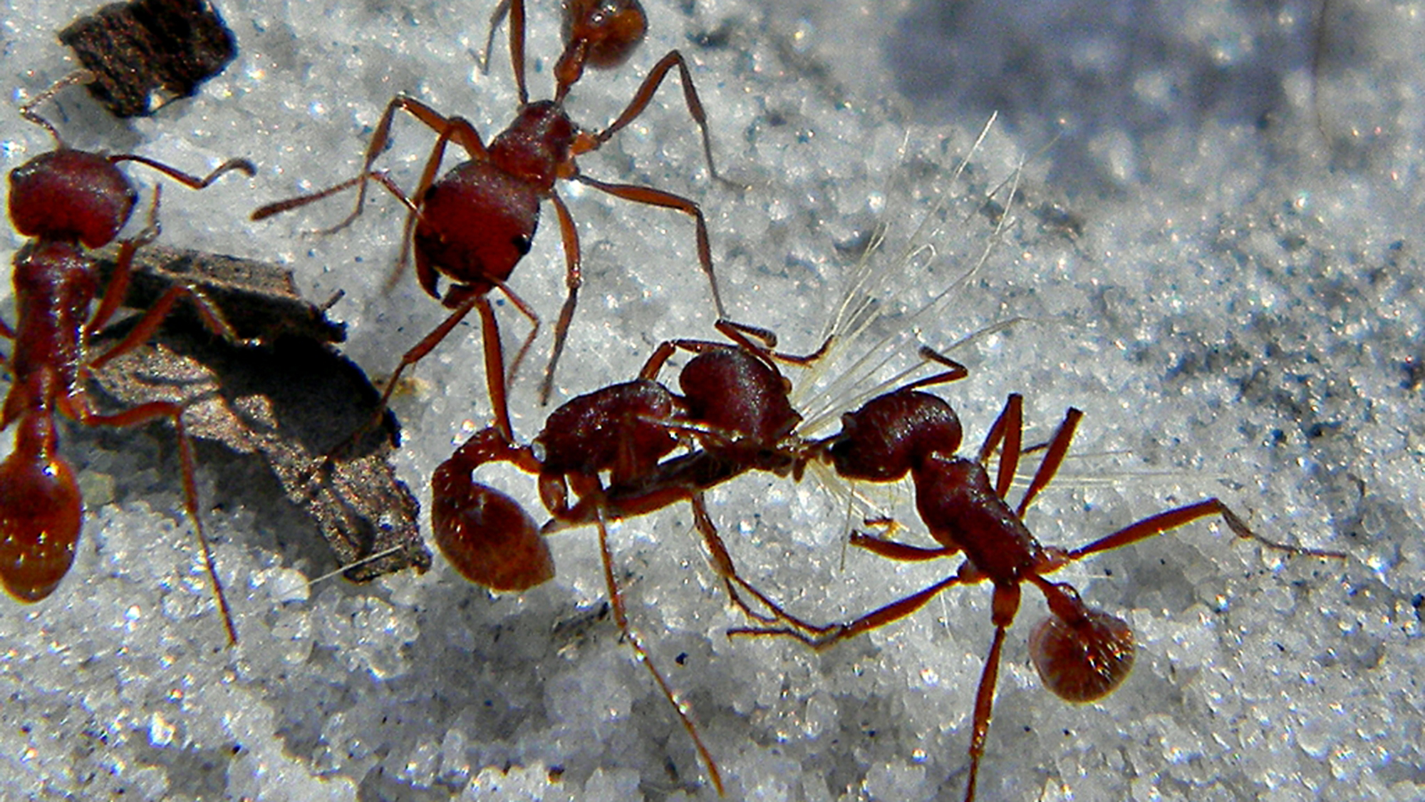 Cómo actúan las hormigas por el bien común de la colonia