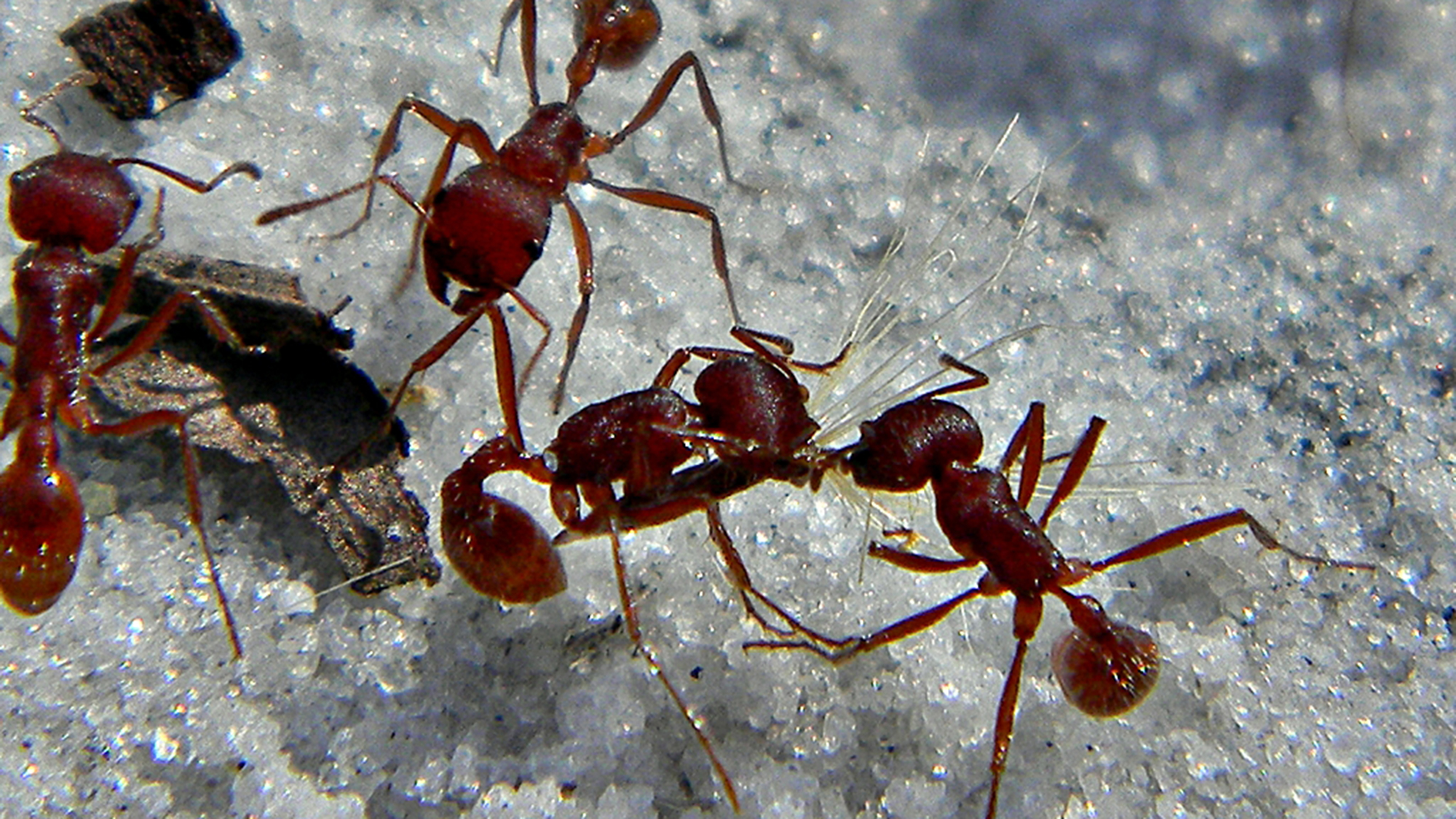 harvester ants