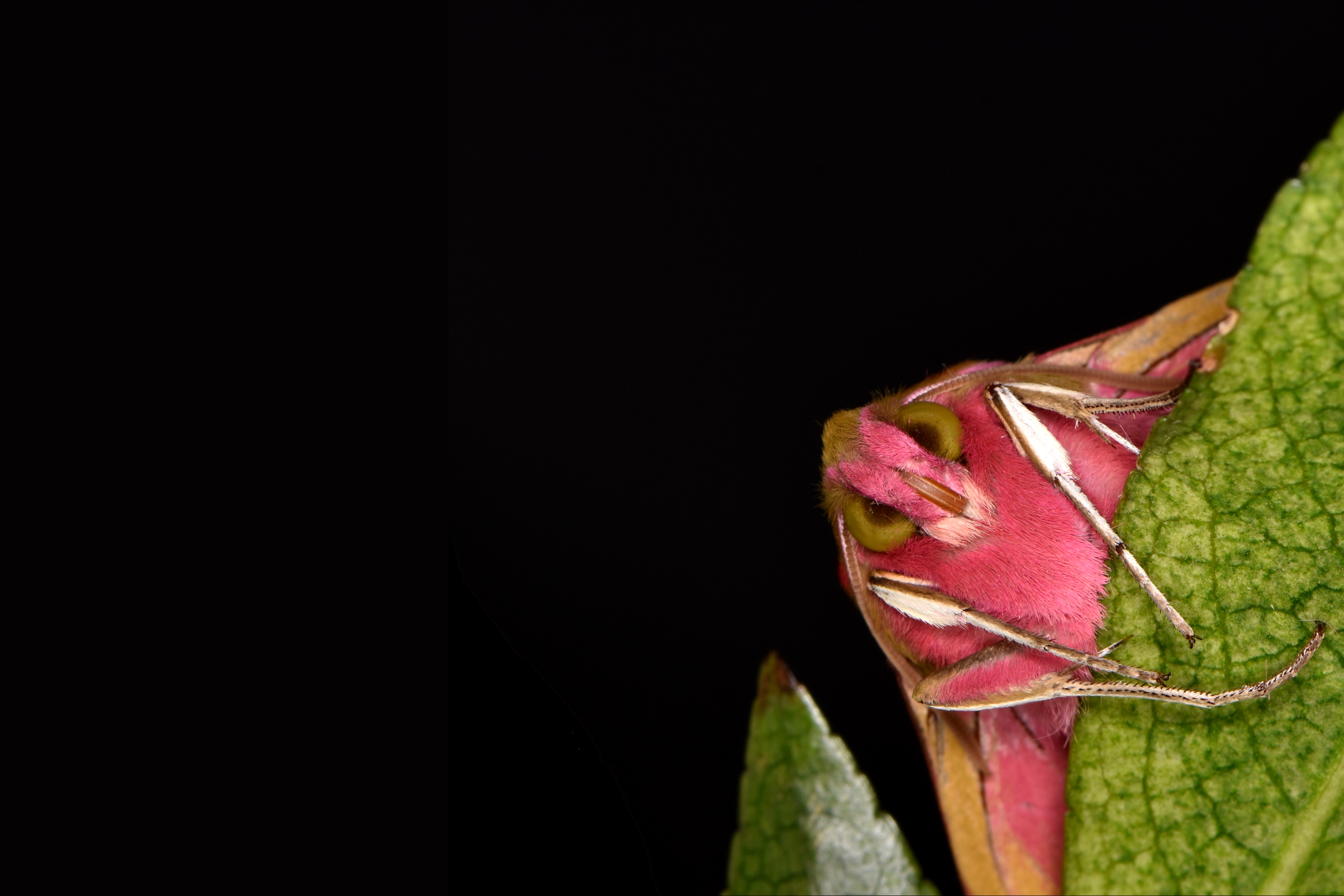 a pink and brown hawkmoth on a green plant