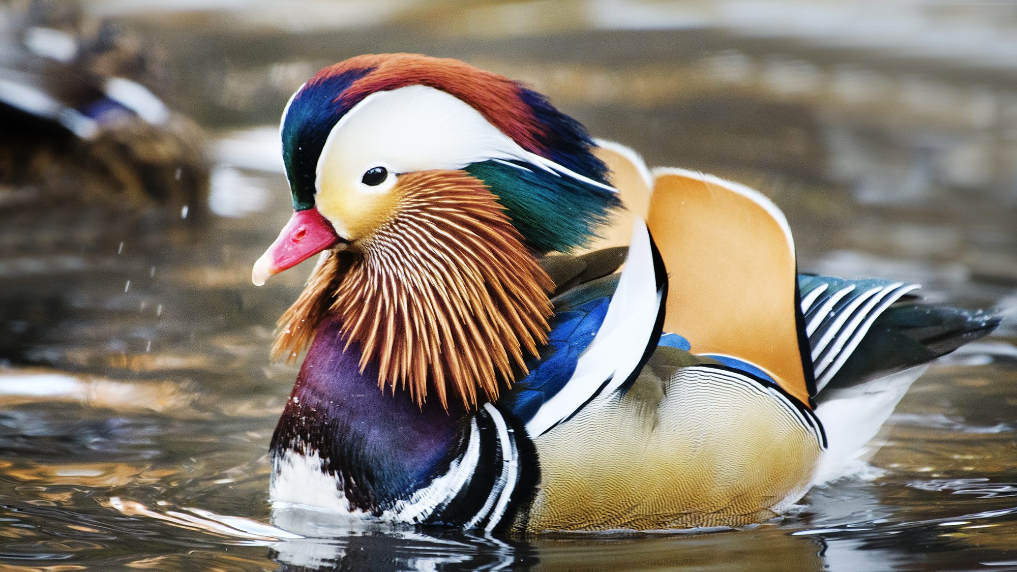 A rare visitor, a Mandarin Duck, showed up in Central Park, New York City in 2018.