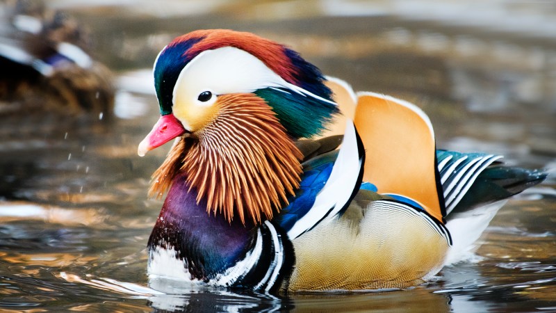 A rare visitor, a Mandarin Duck, showed up in Central Park, New York City in 2018.