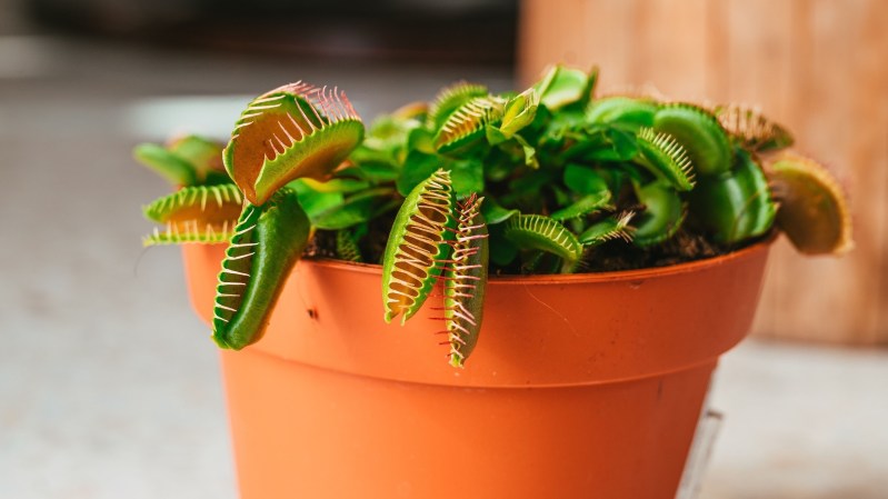 a pot of venus fly trap plants on a table
