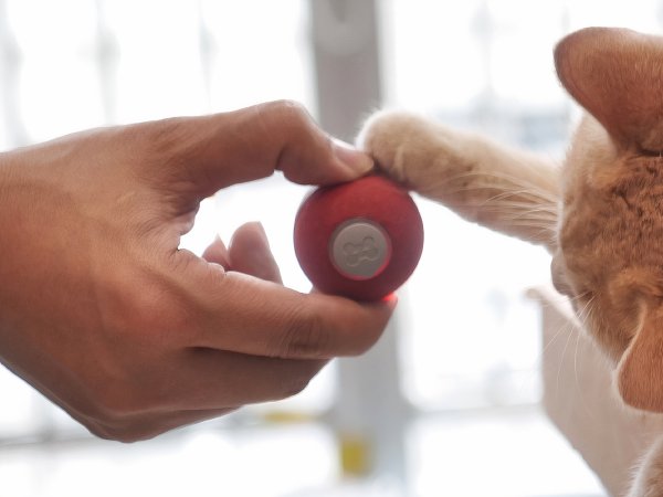 A person playing with cat using a Cheerble cat toy.