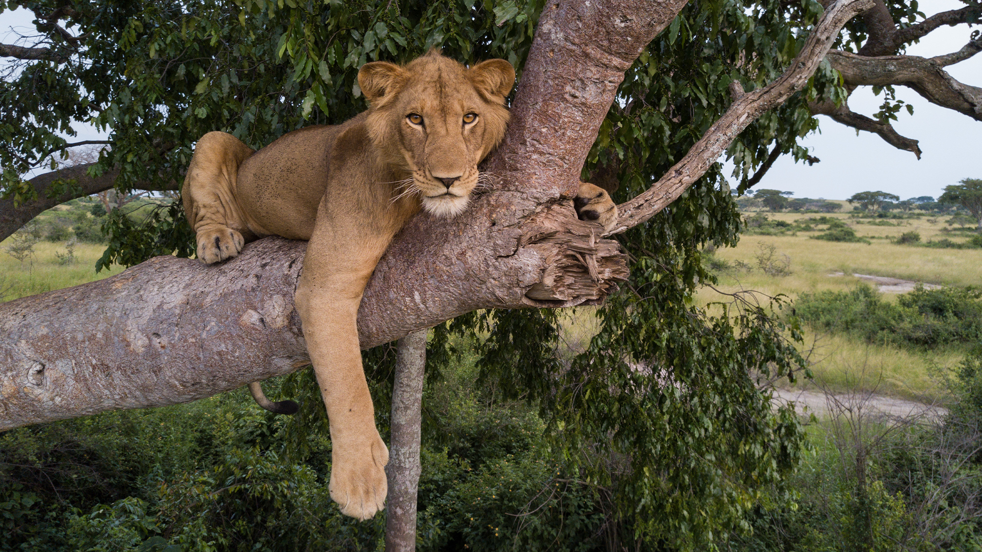 a male lion sits in a tree