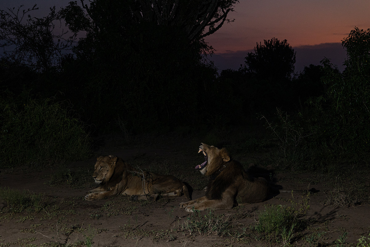 two male lions lay on the ground. one of them is yawning, showing very sharp teeth