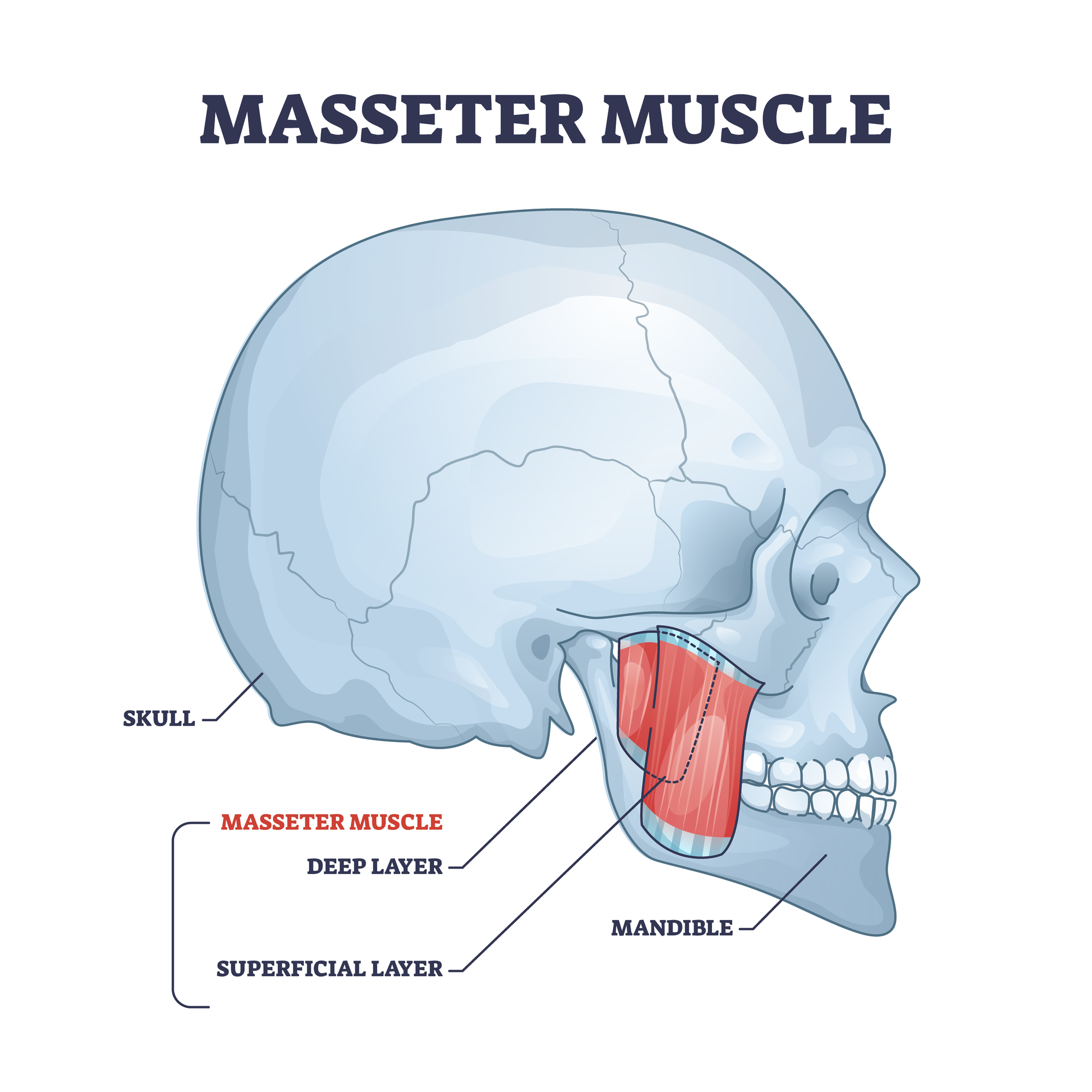 Kauwspieren als schetsdiagram van het anatomische spiersysteem voor kauwen.  Geannoteerd educatief medisch diagram met locatie van diepe en oppervlakkige lagen in de hoofdvectorillustratie.  Schedel en onderkaak.