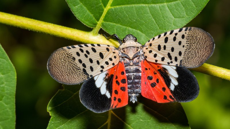 lanternfly