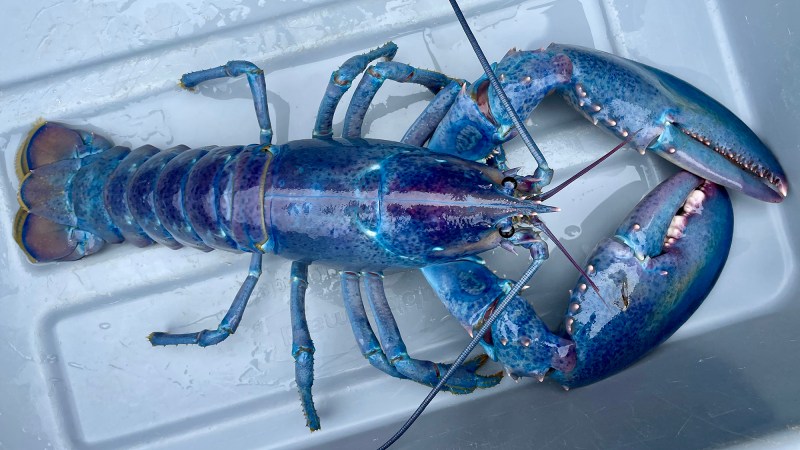a lobster with blue, pink, and purple coloring on a white tray