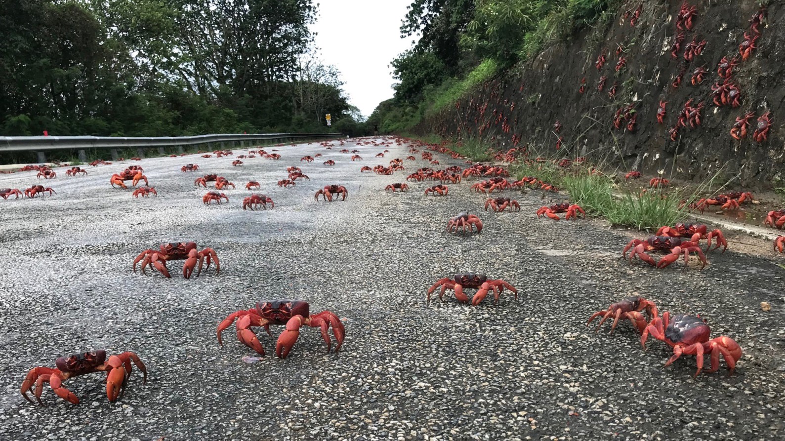 Millions Of Red Crabs Make Their Way To Ocean As Part Of Annual Migration On Christmas Island