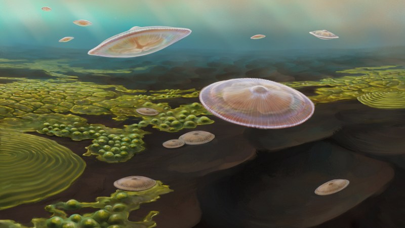 Artist’s impression of the lobate macrofossils living 2.1 billion years ago in a shallow marine inland sea created by the collision of two continents.