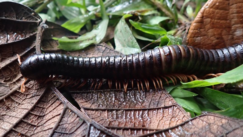 a long, dark brown millipede crawling on brown and green leaves