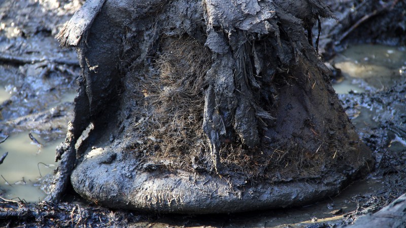 a thick mammoth foot preserved in permafrost. it is round and dark brown