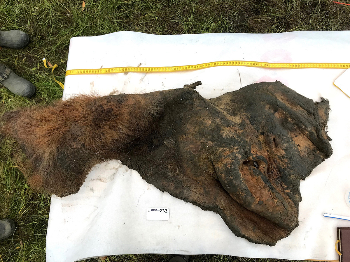 a ruler next to preserved mammoth skin. the skin is brown with dark hairs sprouting out. 