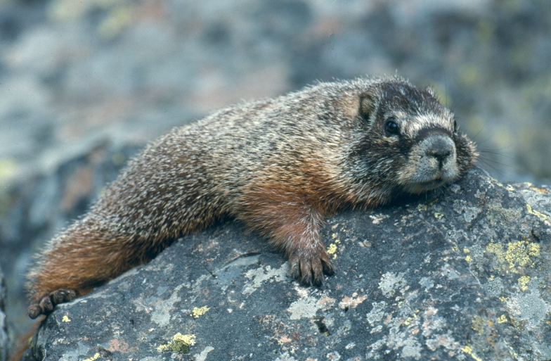 a marmot lays on a rock