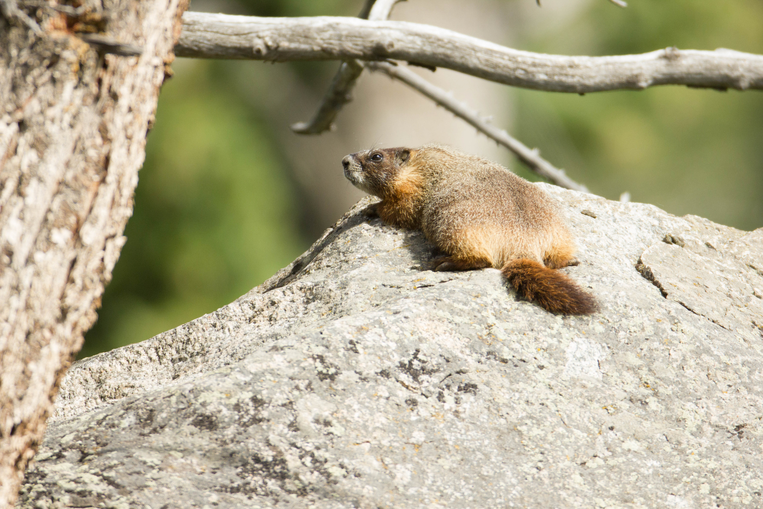 a marmot lays on a boulder