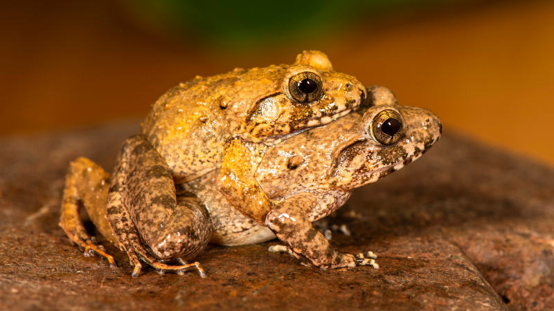 a pair of brown frogs mating, with the male on the female's back