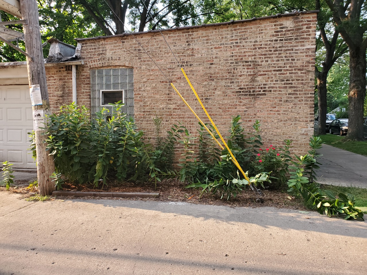 milkweed in a garden alley in front of a brick wall in an urban area