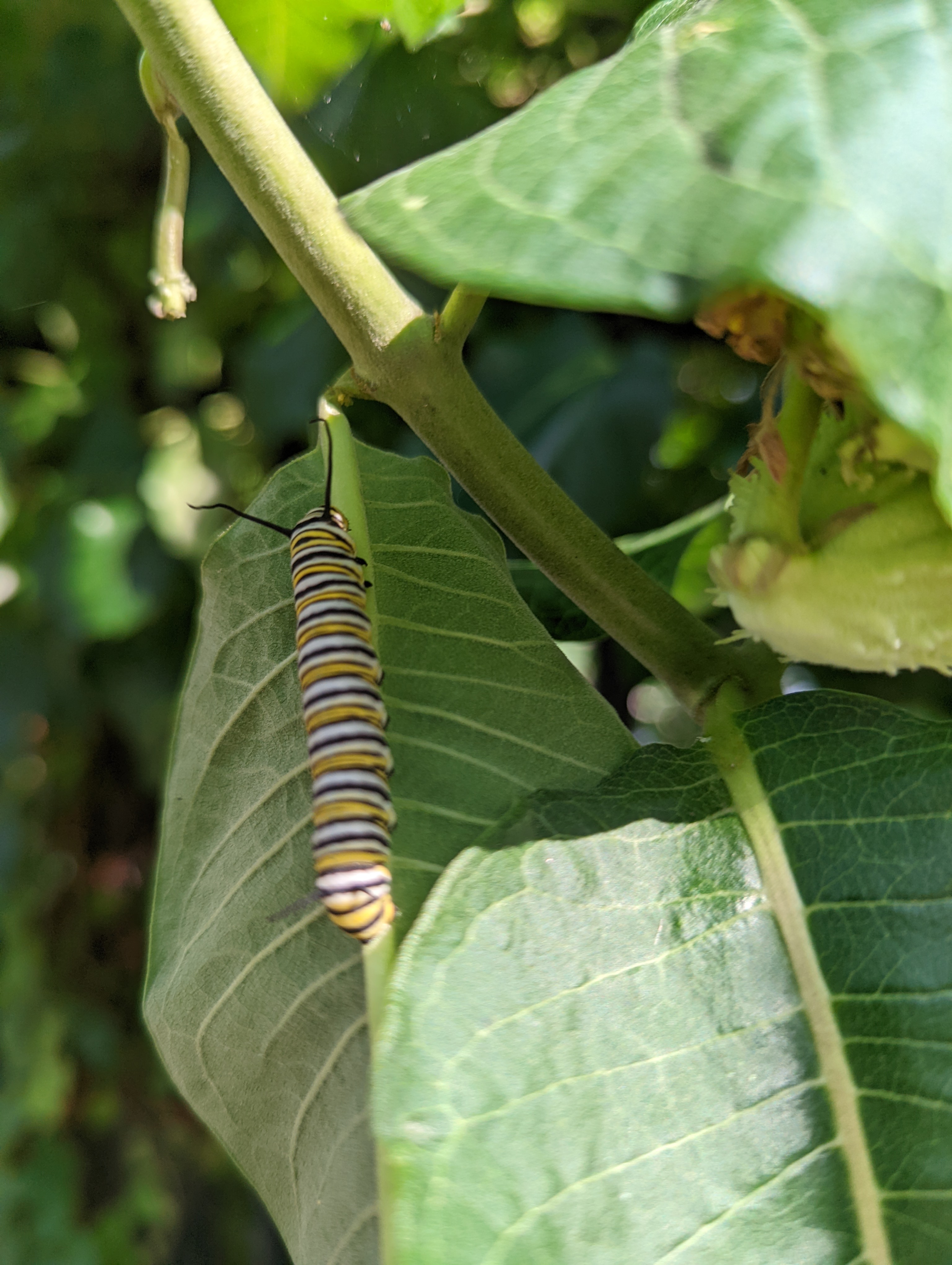 a yellow, black, and white striped caterpillar on a green milkweed leaf