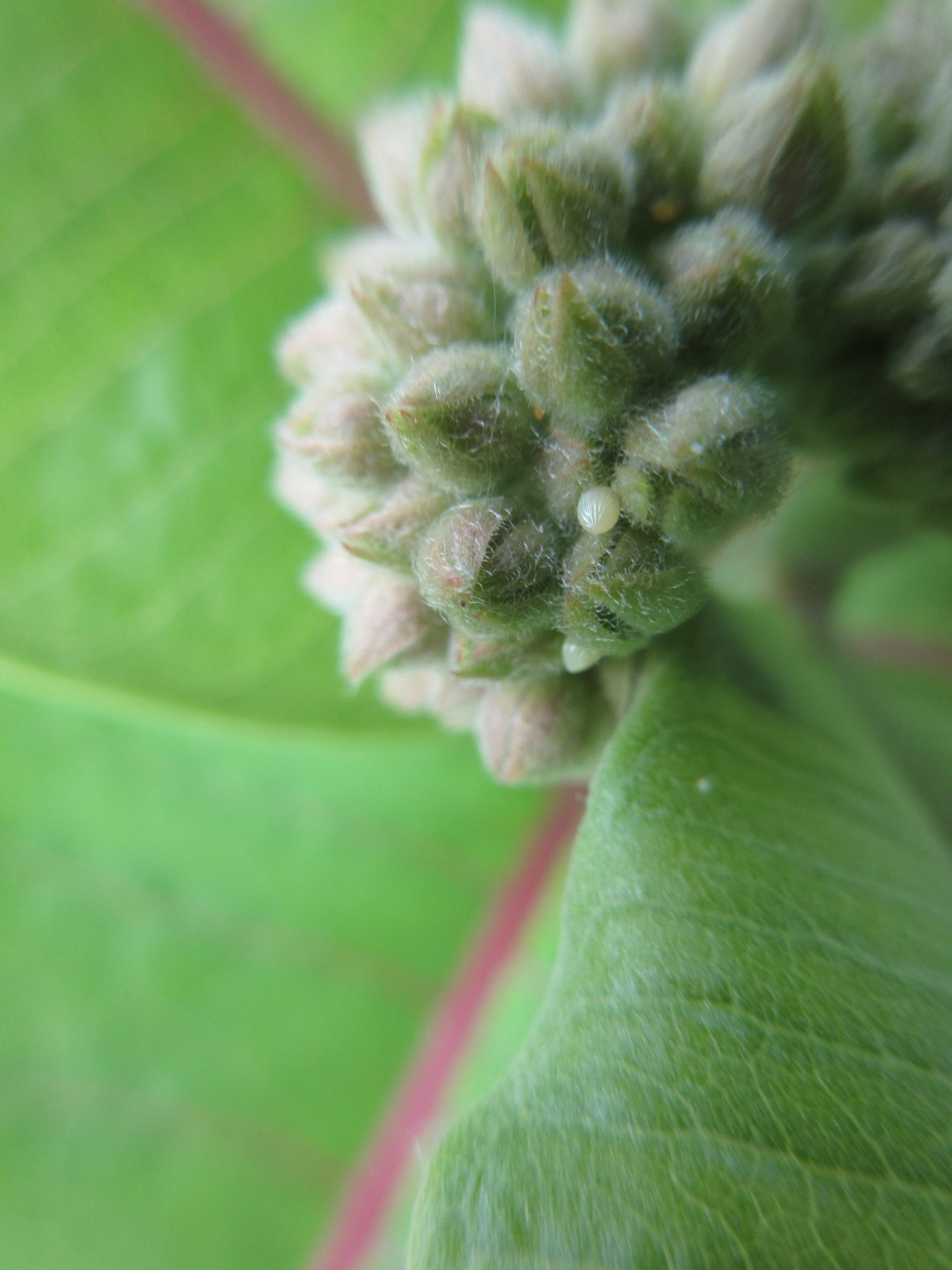 a group of round and fuzzy monarch butterfly eggs on a green milkweed leaf