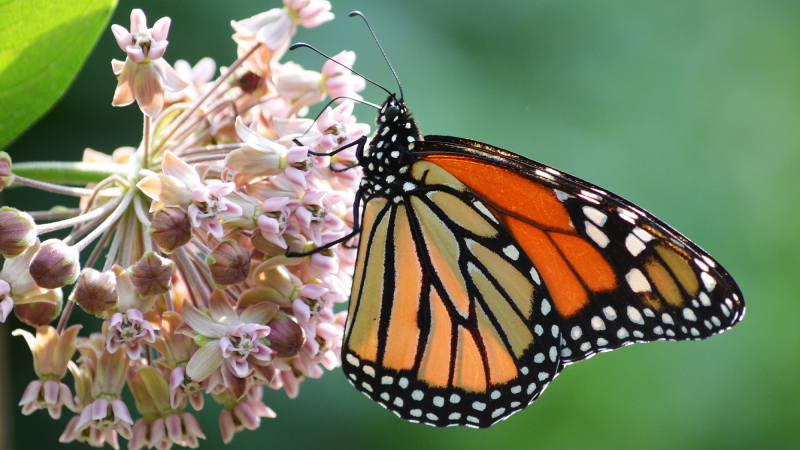 an orange, black, and white monarch butterfly on a pink milkweed flower
