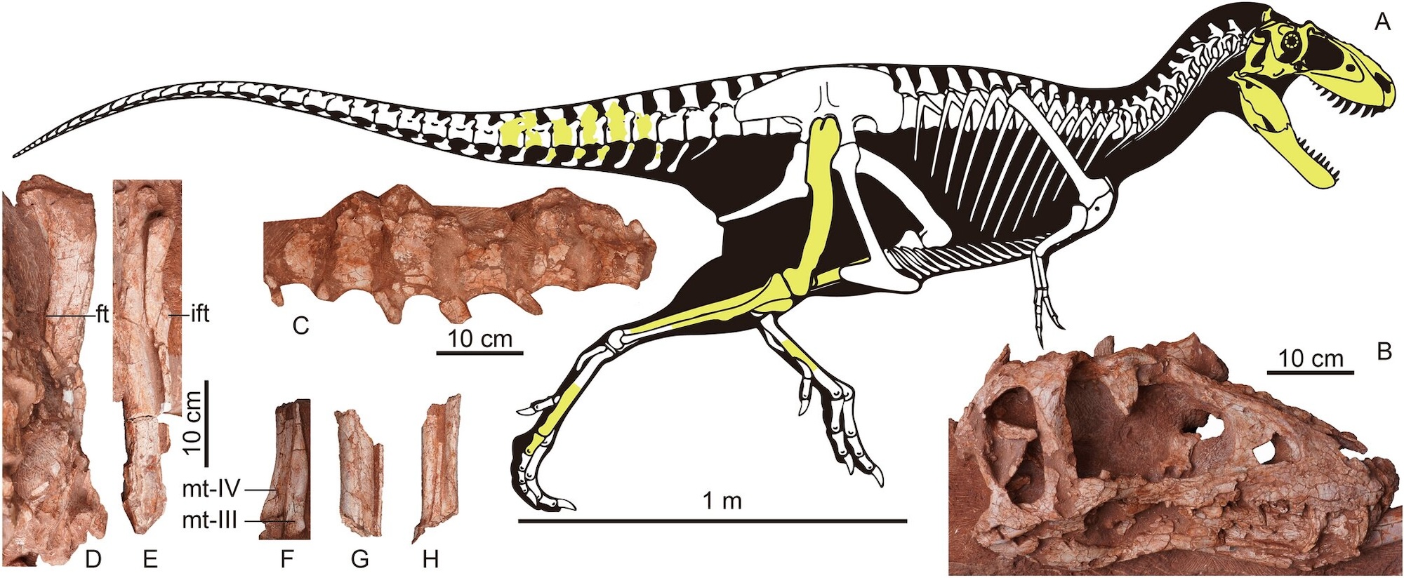 Diagram van skeletbevindingen van A. xui