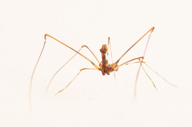 a brown and yellow spider on a white backgrouns