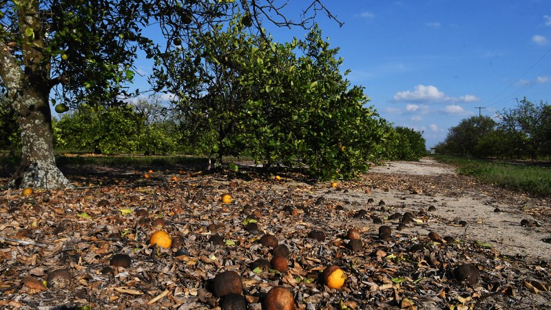 Oranges lie on the ground under a tree in an orange grove managed by Larry Black, due to impacts from Hurricanes Ian and Nicole, in December of 2022 in Alturas, Florida. Black said the hurricanes, which hit the state in September and November, caused damage throughout his 2,300 acres of citrus.
